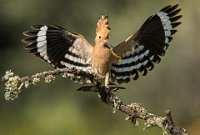 233 - HOOPOE WITH CENTIPEDE - GRANT ALAN - united kingdom <div : 2015, Calera, Hoopoe, Spain, bird